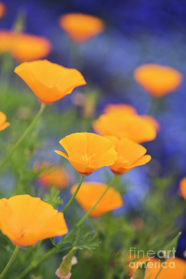 California Poppy Flowers Photograph by Tim Gainey