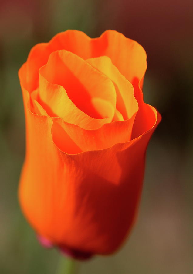 California Poppy Photograph by Ian Sanders