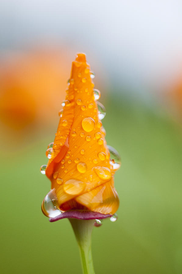 California Poppy in the Rain Photograph by Robert Potts