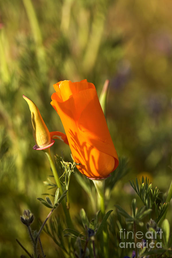 Poppy Photograph - California Poppy by Inga Spence