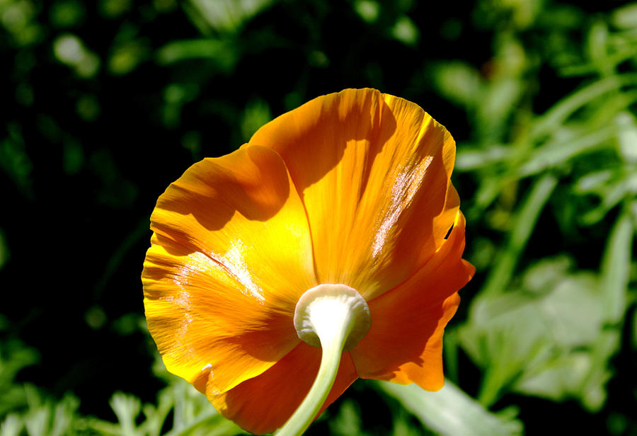 California Poppy Photograph by Jack R Perry