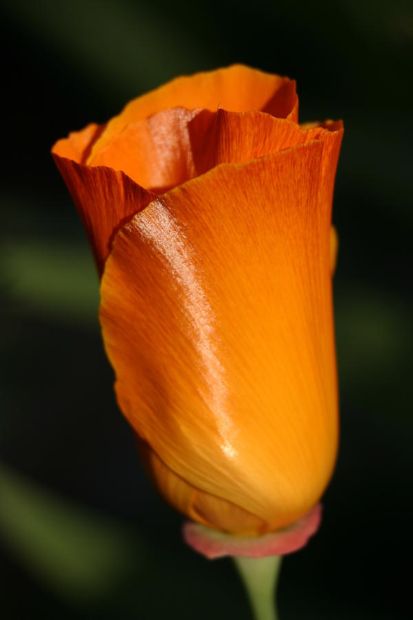 California Poppy Photograph by Jeff Floyd CA