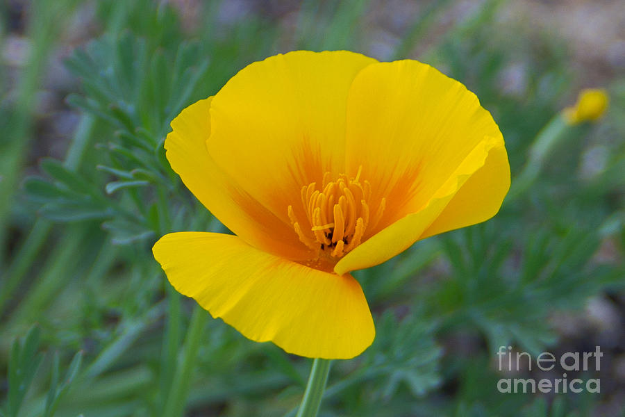 California Poppy Photograph by Kelly Holm