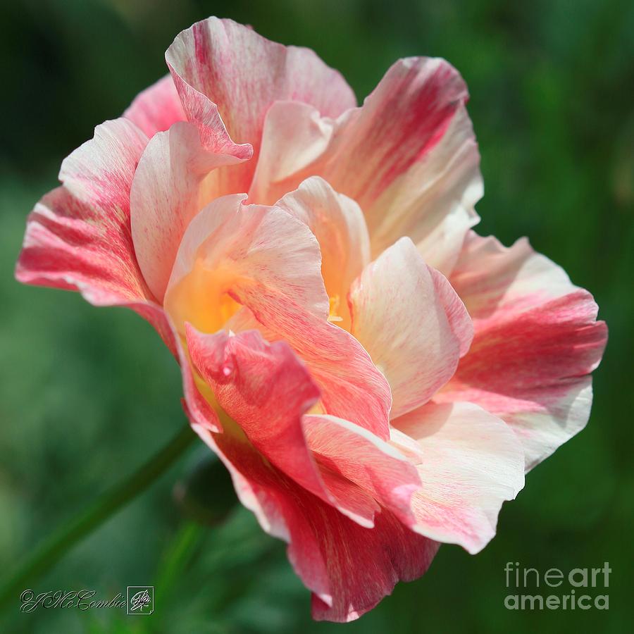 California Poppy named Rosa Romantica Photograph by J McCombie