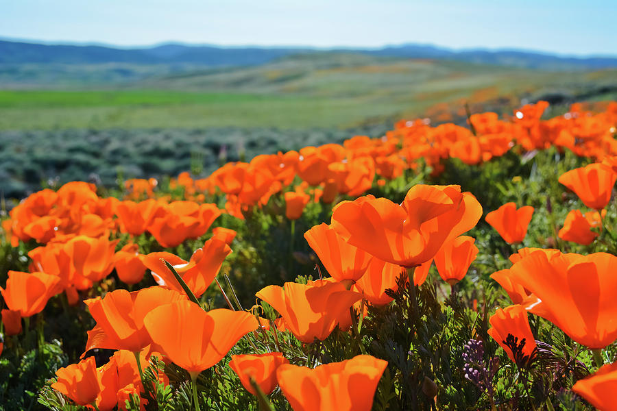 Los Angeles Photograph - California Poppy Reserve by Kyle Hanson