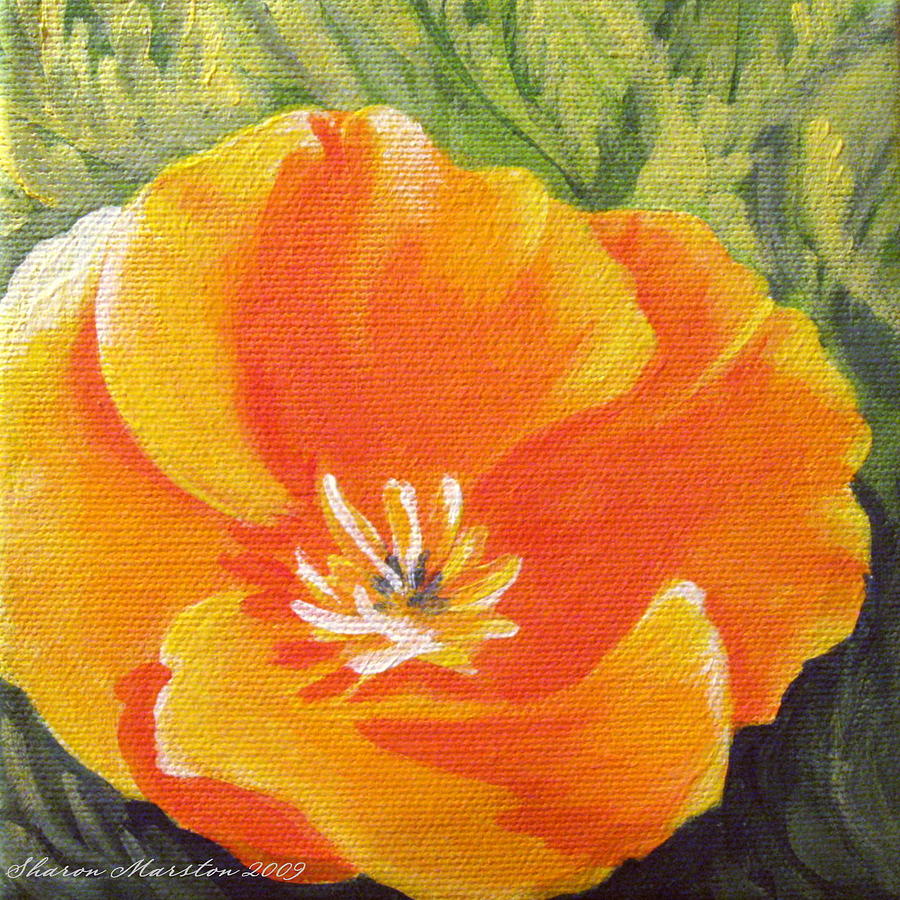 California Poppy by Sharon Marcella Marston