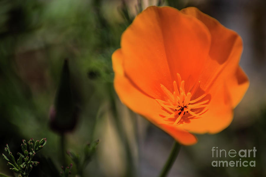 California Poppy Photograph by Suzanne Luft