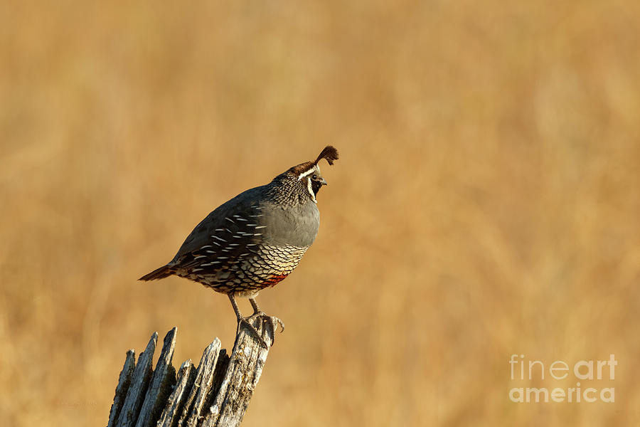 California Quail Photograph by Beve Brown-Clark Photography