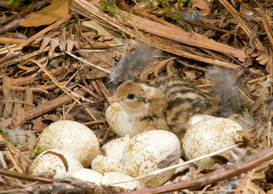 California Quail nest Photograph by Damon Calderwood - Pixels