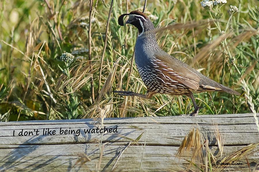 California Quail says I Dont Like Being Watched Photograph by Sherry Clark