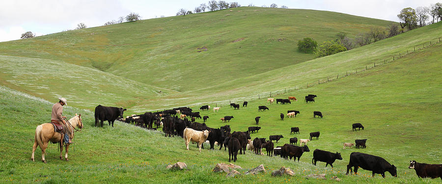 California Ranching Photograph by Diane Bohna