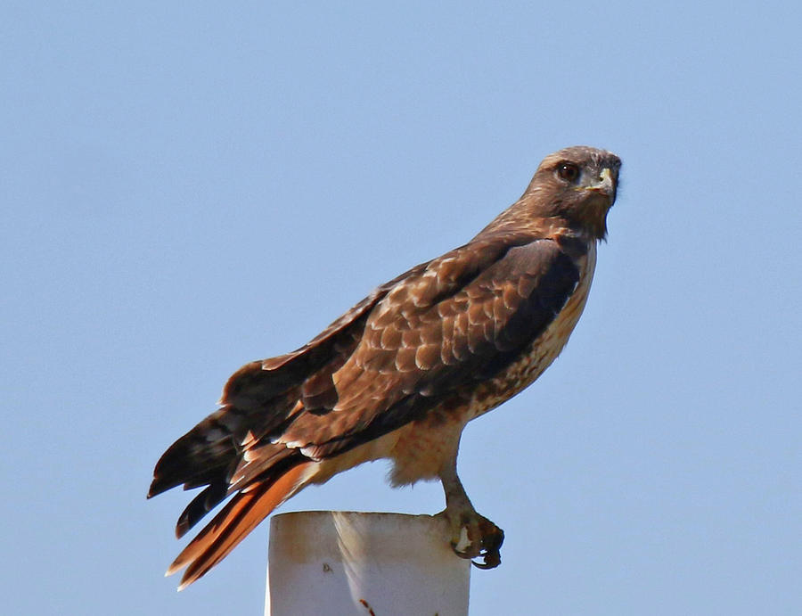 California Red Tailed Hawk Photograph by Mercedes Martishius - Fine Art ...