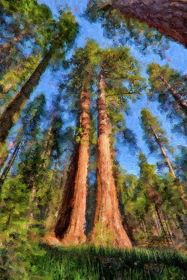 California Redwood and Sequoia Trees AP Painting by Dan Carmichael