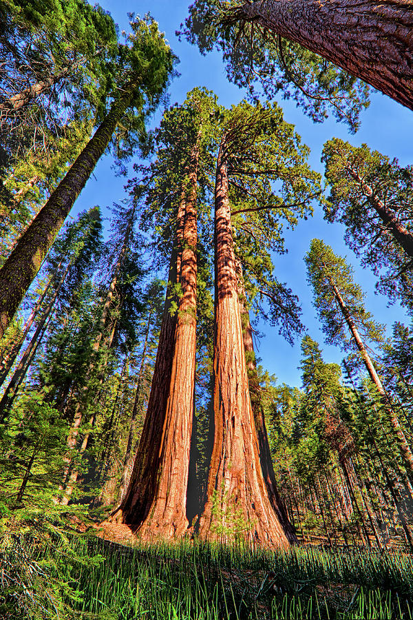 California Redwood and Sequoia Trees Photograph by Dan Carmichael