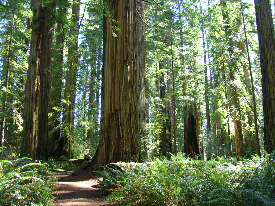 California Redwood Forest Trees Art Prints Photograph