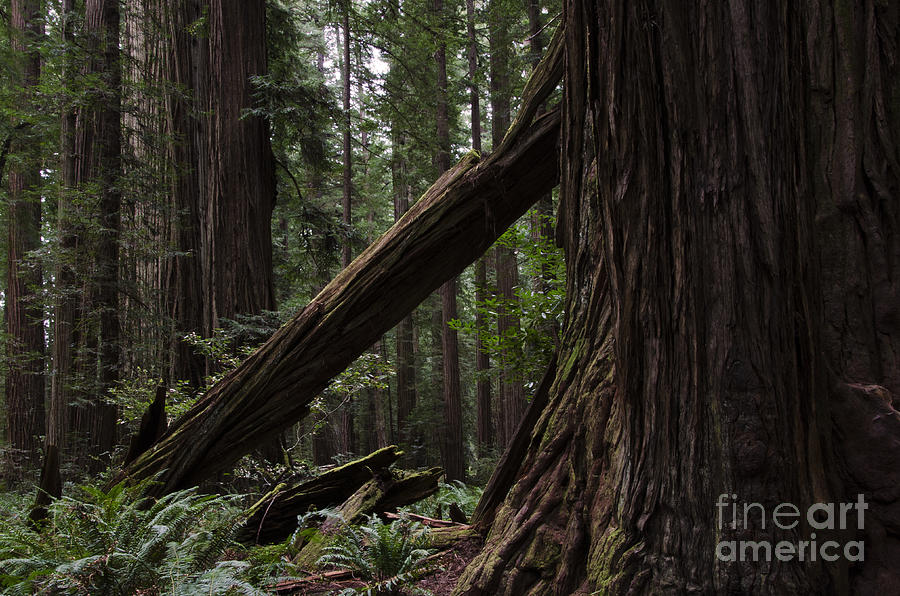 California Redwoods 1 Photograph by Bob Christopher