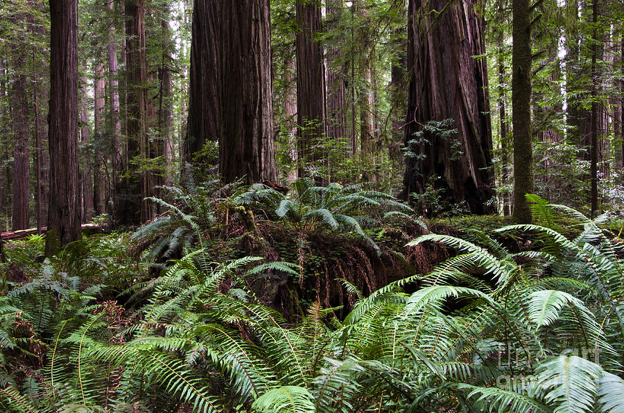California Redwoods 2 Photograph by Bob Christopher