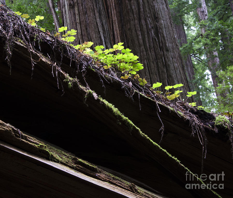 California Redwoods 3 Photograph by Bob Christopher