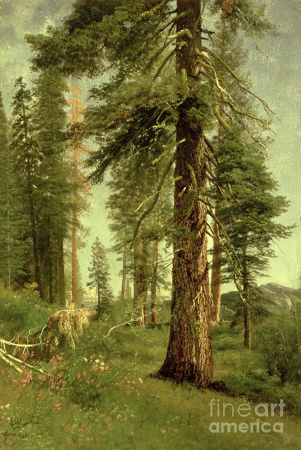 Tree Painting - California Redwoods by Albert Bierstadt