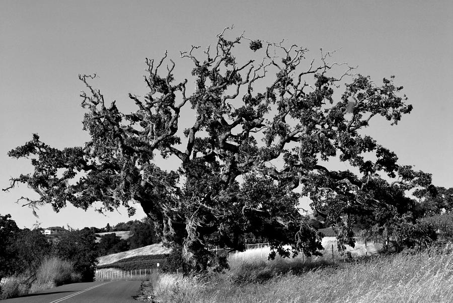 Tree Photograph - California Roadside Tree - Black and White by Matt Quest