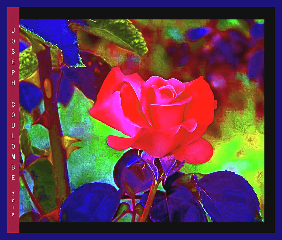 California Rose Digital Art by Joseph Coulombe
