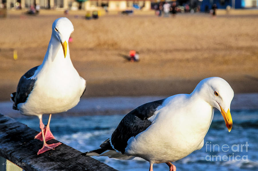 California Sea Gulls Photograph