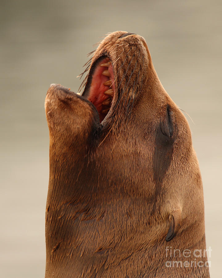 California Sea Lion Calling Out Photograph by Max Allen