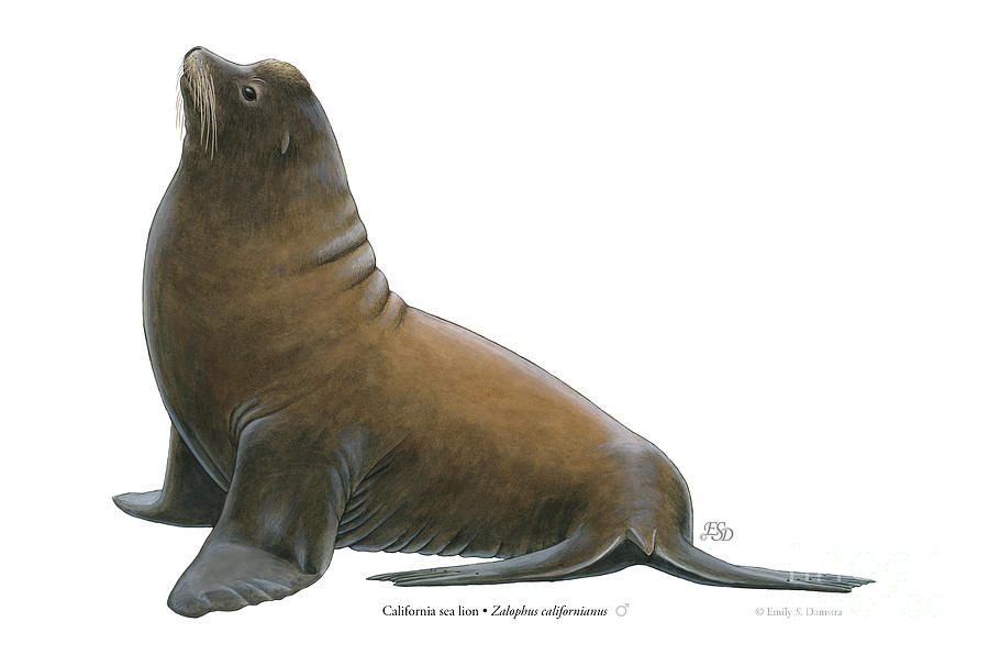 California sea lion, male Painting by Emily Damstra - Fine Art America