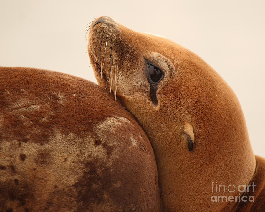California Sea Lion Pup Resting Against Mother Photograph by Max Allen