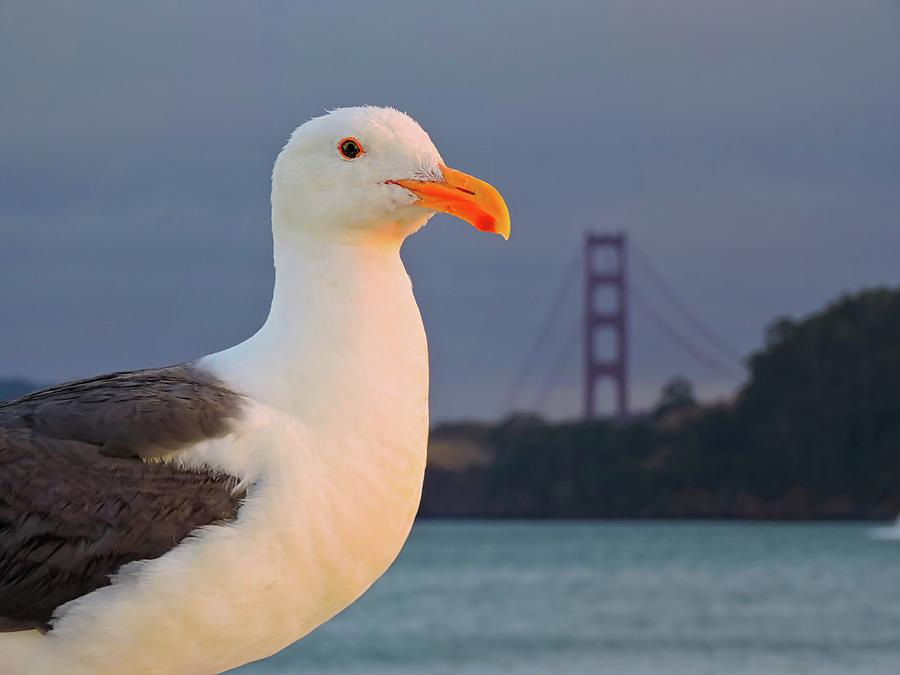 California Seagull Photograph by Connor Beekman