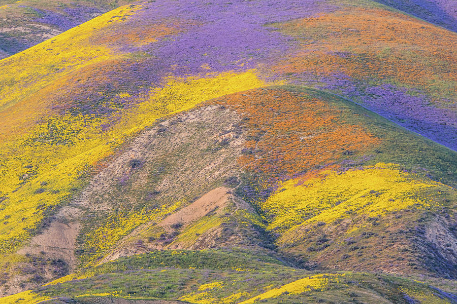 California Spring Color Photograph by Marc Crumpler
