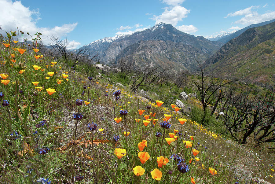 California Spring Poppies with Mountain Photograph by Cascade Colors
