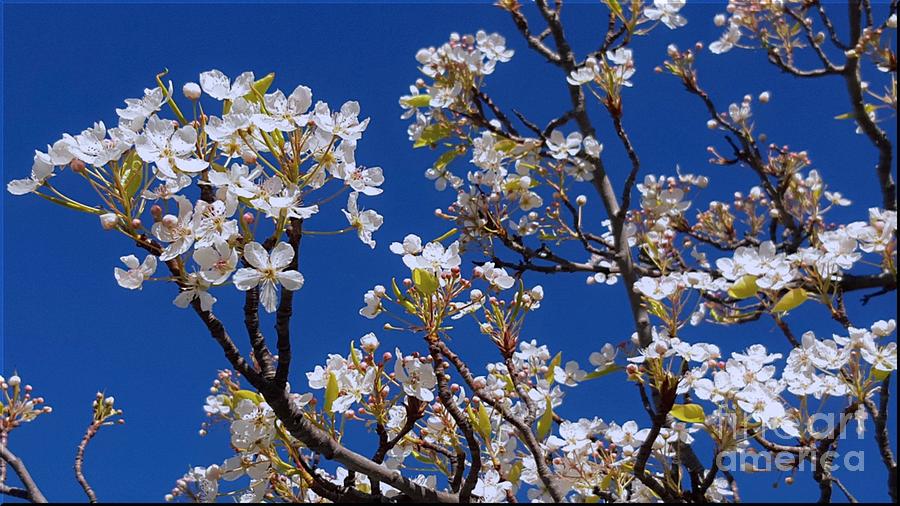 Springtime Photograph - California Springtime by Luv Photography