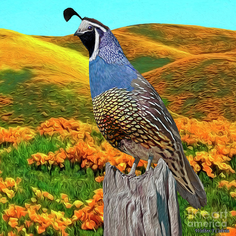 Nature Digital Art - California State Bird and Flower by Walter Colvin