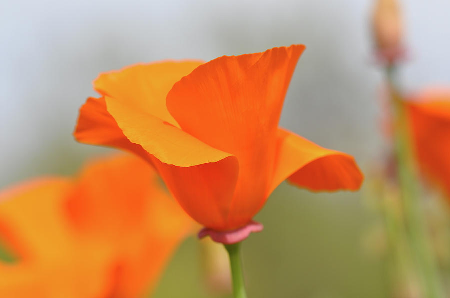 Nature Photograph - California State Poppy Macro by Brandon Bourdages