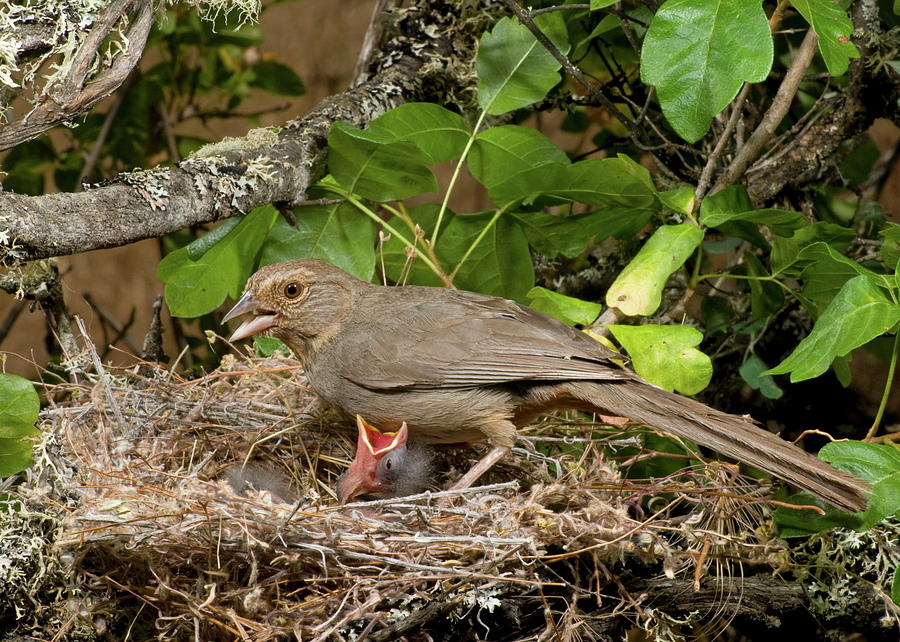 California Towhee At Nest Photograph By Damon Calderwood Pixels