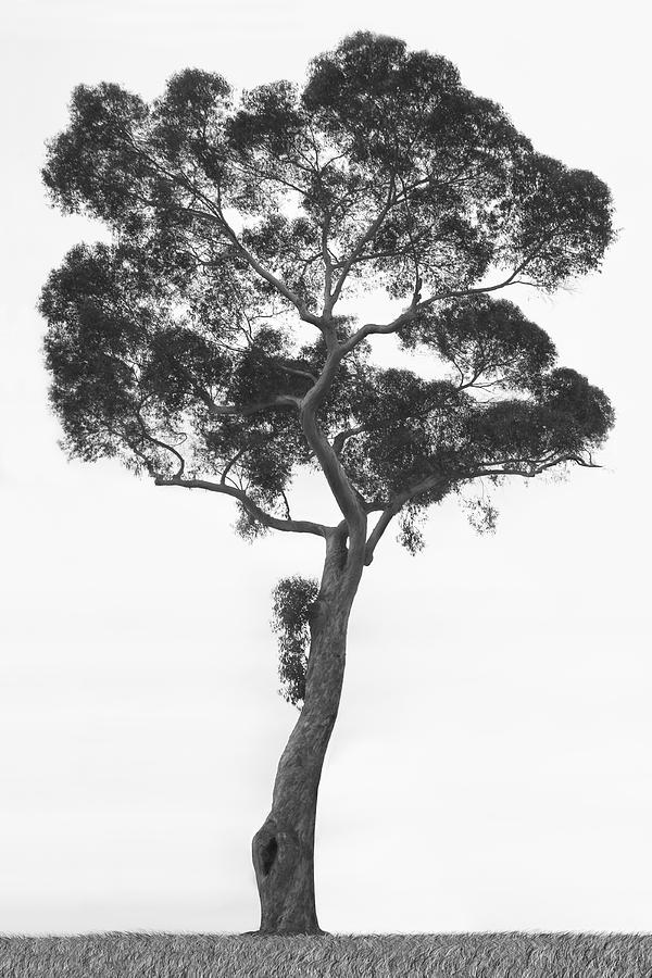California Tree Photograph by Mike McGlothlen