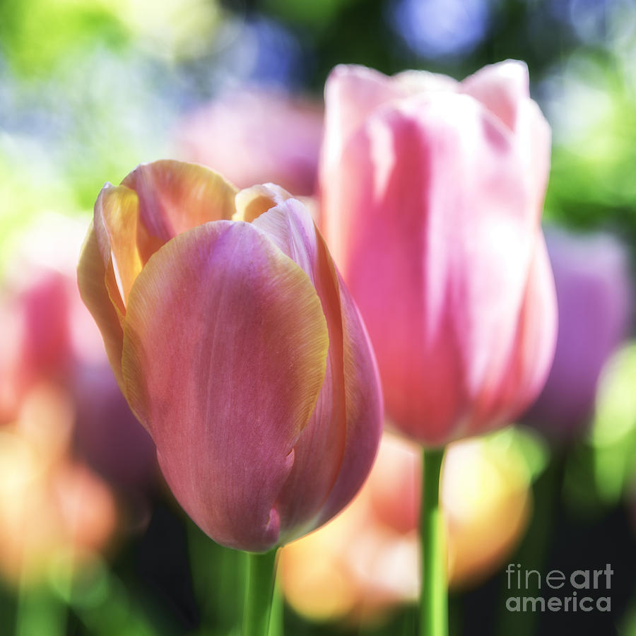 California Tulips Photograph by Mel Ashar