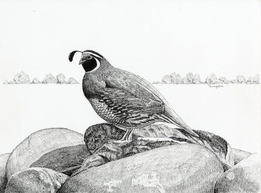 Featured image of post How To Draw A Quail I consider that to be a basic sketch of the eye