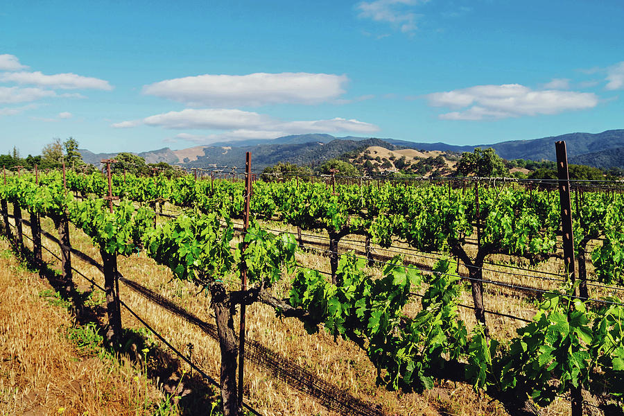 California Vineyard Photograph by April Reppucci