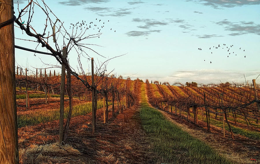 Grape Photograph - California Vineyard In Winter by Glenn McCarthy Art and Photography