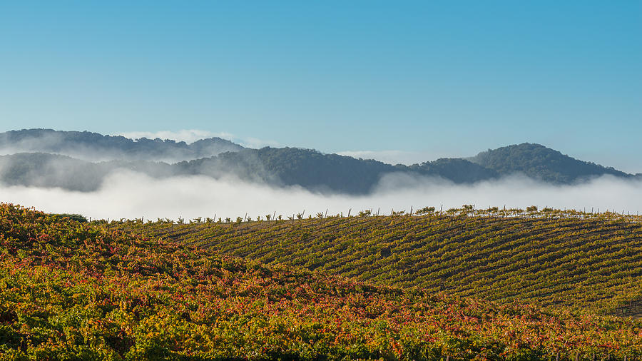 Grape Photograph - California Vineyard by Joseph Smith