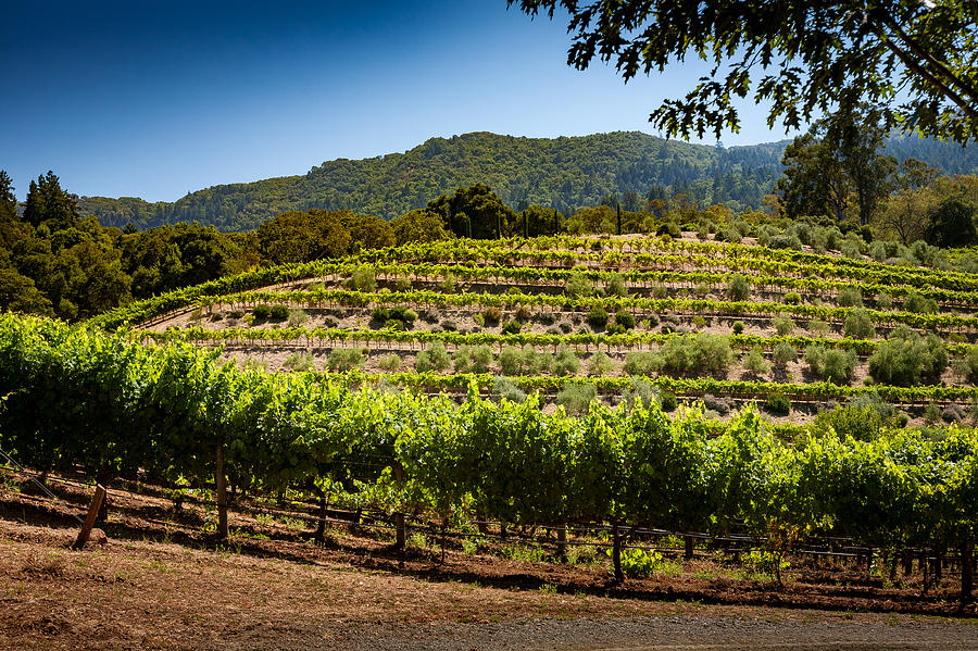 California Photograph - California Vineyard by Robert Davis California Photograph - California Vineyard by Robert Davis