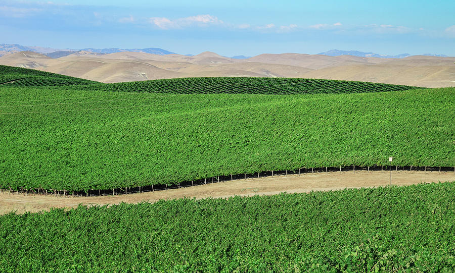 Wine Photograph - California Vineyards 3 by David A Litman