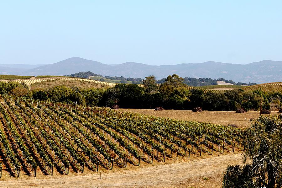 California Vineyards Photograph by Charlene Reinauer