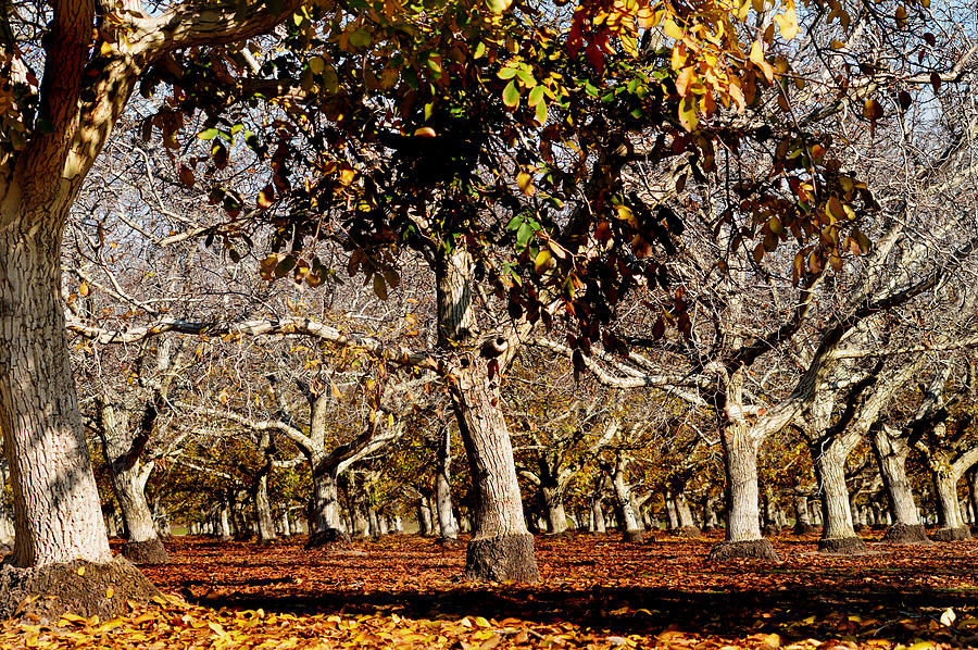 California Walnut Orchard Photograph by Pamela Patch