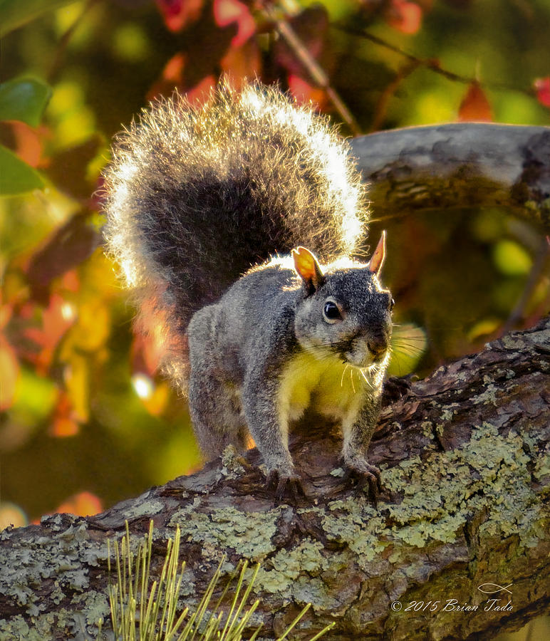 California Western Gray Squirrel Photograph by Brian Tada