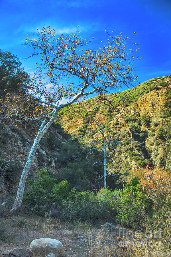 California Wilderness Photograph by Mariola Bitner
