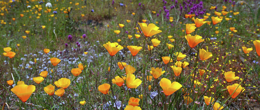 California Wildflower Meadow Panorama Photograph by Cascade Colors