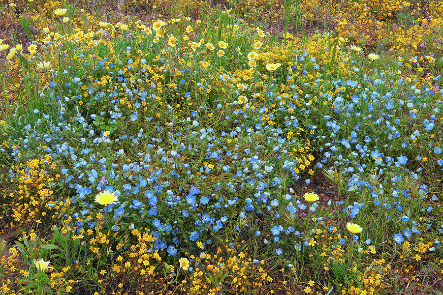 California Wildflower Patch Photograph by Ram Vasudev